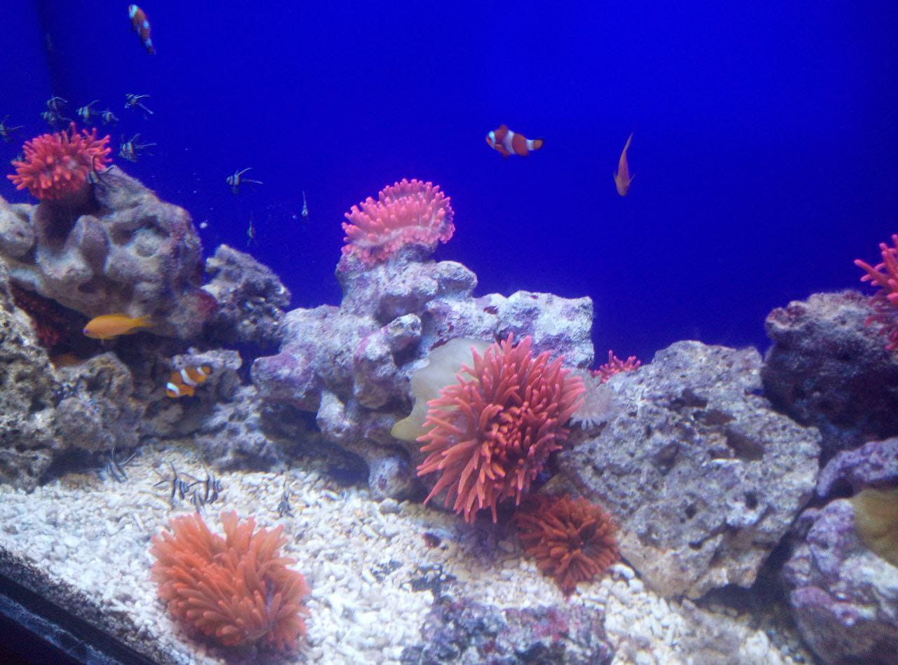 Acquario di Genova